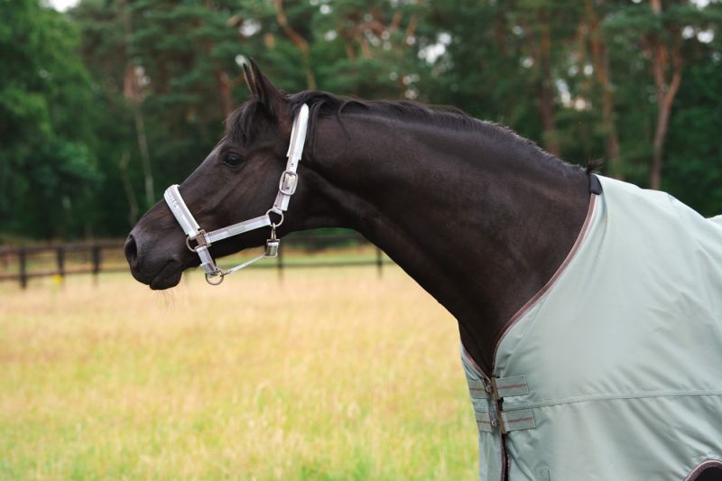 Pikeur GAMMA 840D Nur noch ein Tag übrig