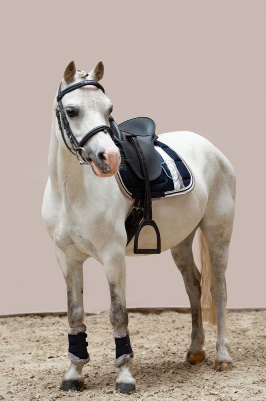 Pikeur BIG SQUARE COTTON Shetty zollfrei