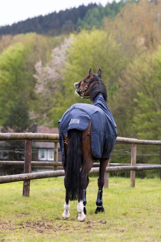Pikeur BETA 80 zollfrei