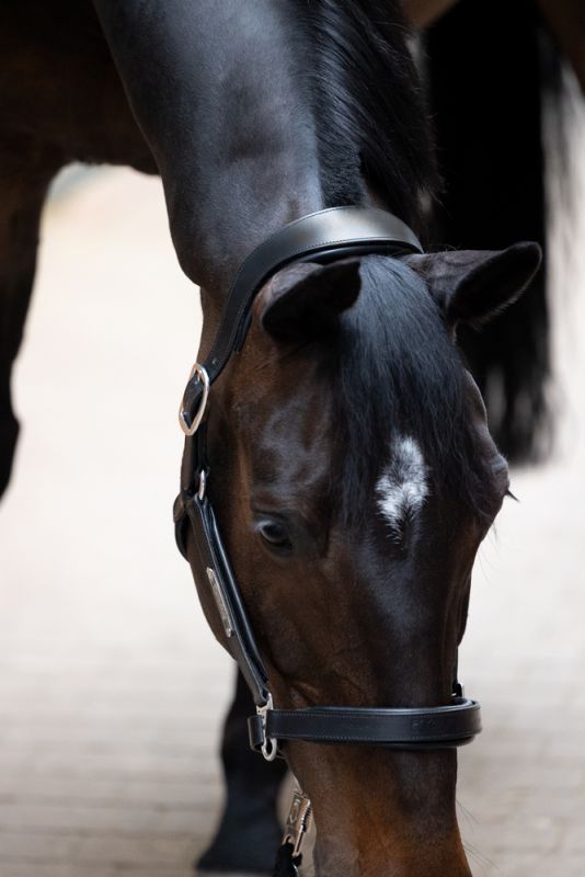 Pikeur LEATHER STALLION Blitzverkäufe