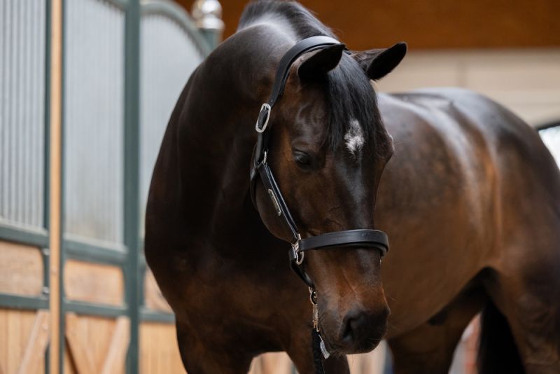 Pikeur LEATHER STALLION Blitzverkäufe