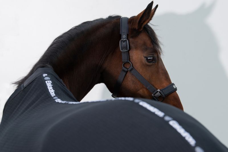 Pikeur Double-Pin Fabrik Onlineshop