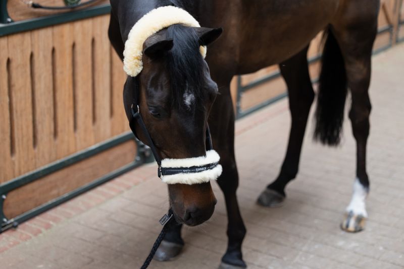 Pikeur LAMBSKIN PIN BUCKLE Sonderangebot