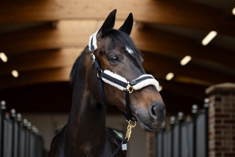 Pikeur EVO WOOL DOUBLEPIN Versandkostenfrei