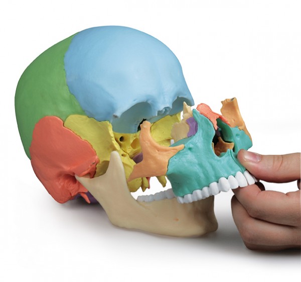 Schupp Osteopathie-Schädelmodell Bis zu 60% Rabatt