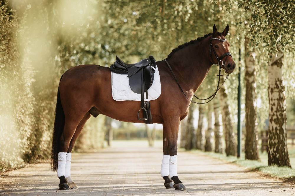 Spooks Dressage Pad Annber Bis zu 60% Rabatt