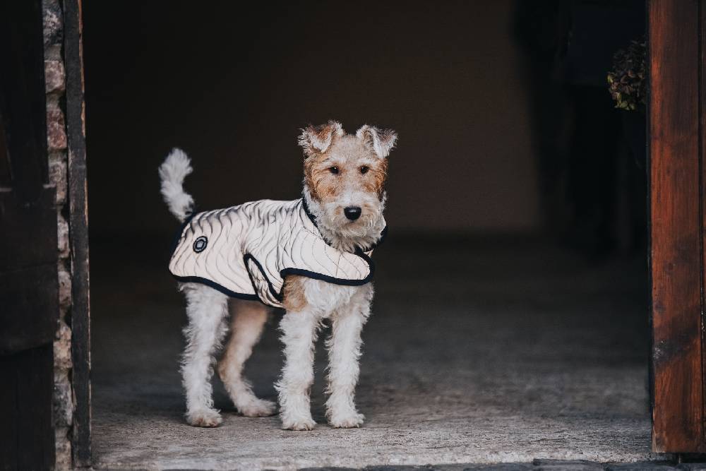 Spooks Dog Coat Reflective Nur für heute