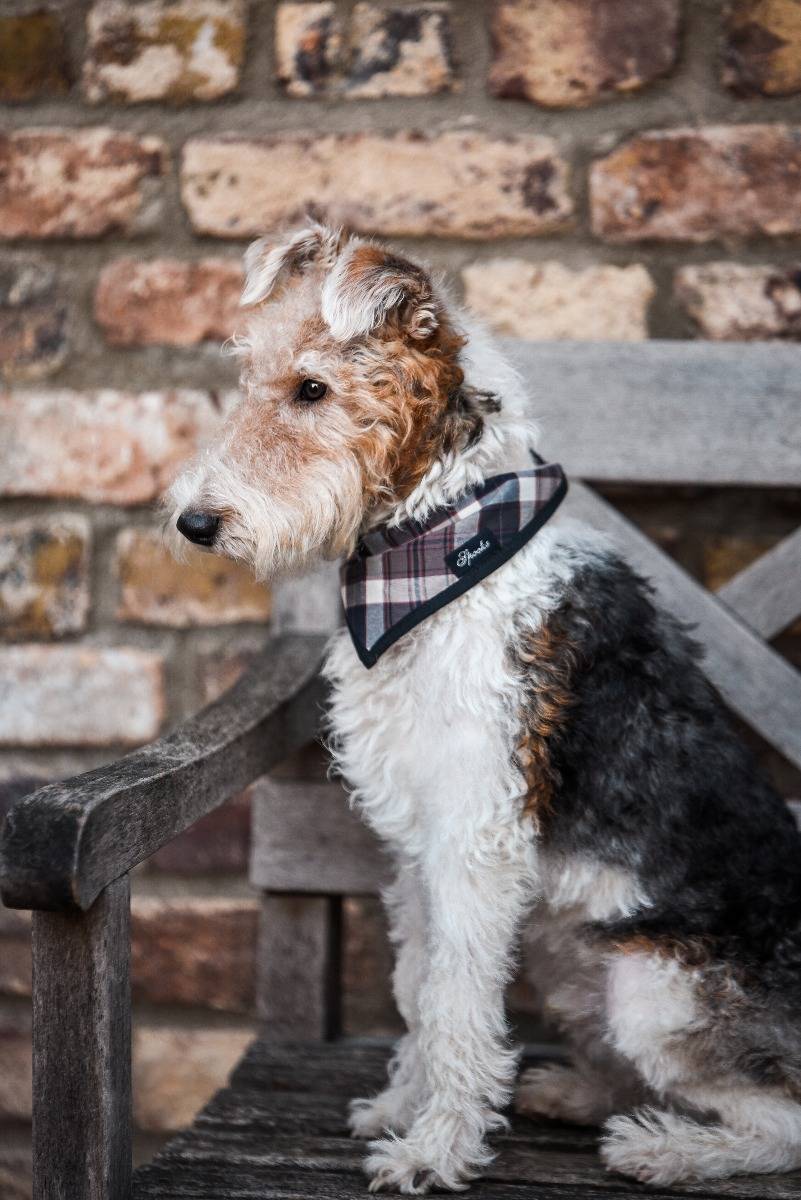 Spooks Dog Necker Chief Sonderangebot der Fabrik