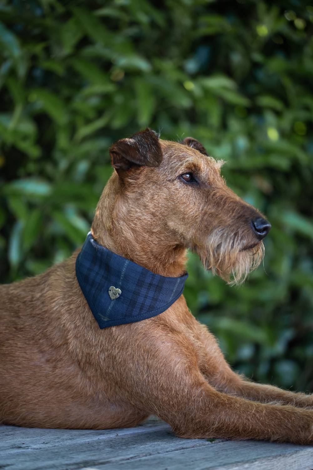 Spooks Dog Bandana Will Riesige Rabatte