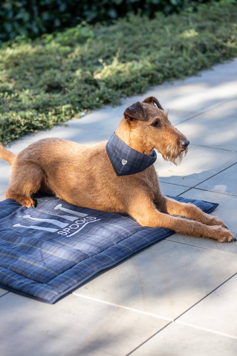 Spooks Dog Bandana Will Riesige Rabatte