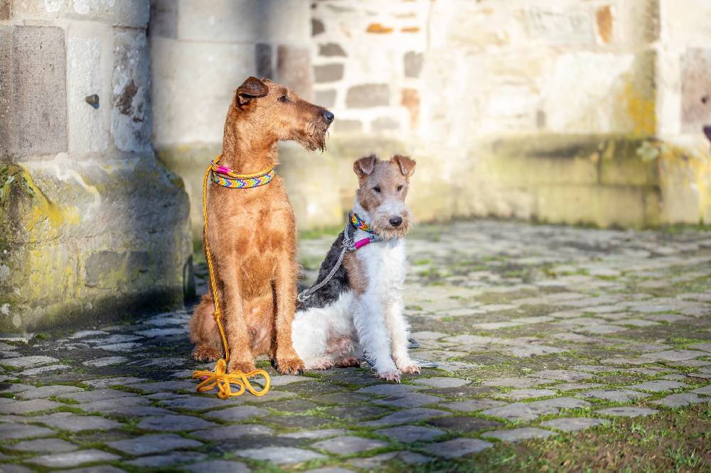Spooks Hundehalsband Beads Clearance-Verkauf