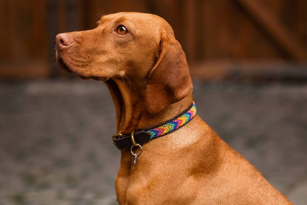 Spooks Hundehalsband Beads Clearance-Verkauf