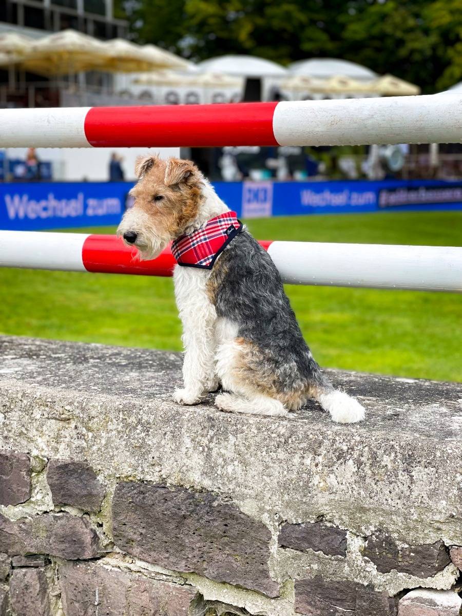 Spooks Dog Necker Chief Lagerräumung