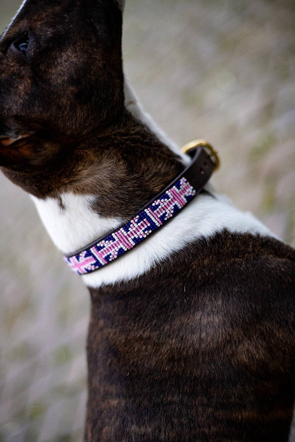 Spooks Hundehalsband Beads Top Angebot