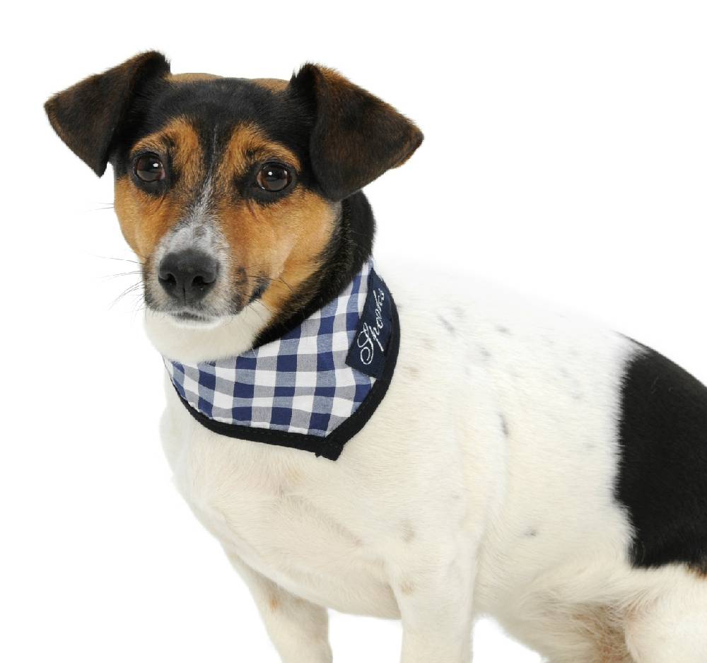 Spooks Dog Necker Chief VIP-Rabatte