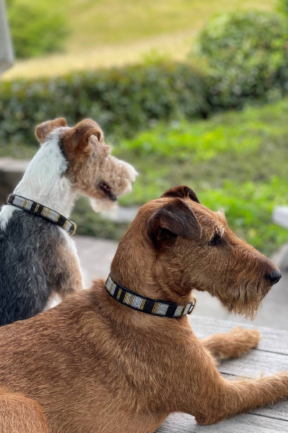Spooks Hundehalsband Beads Tiefpreis