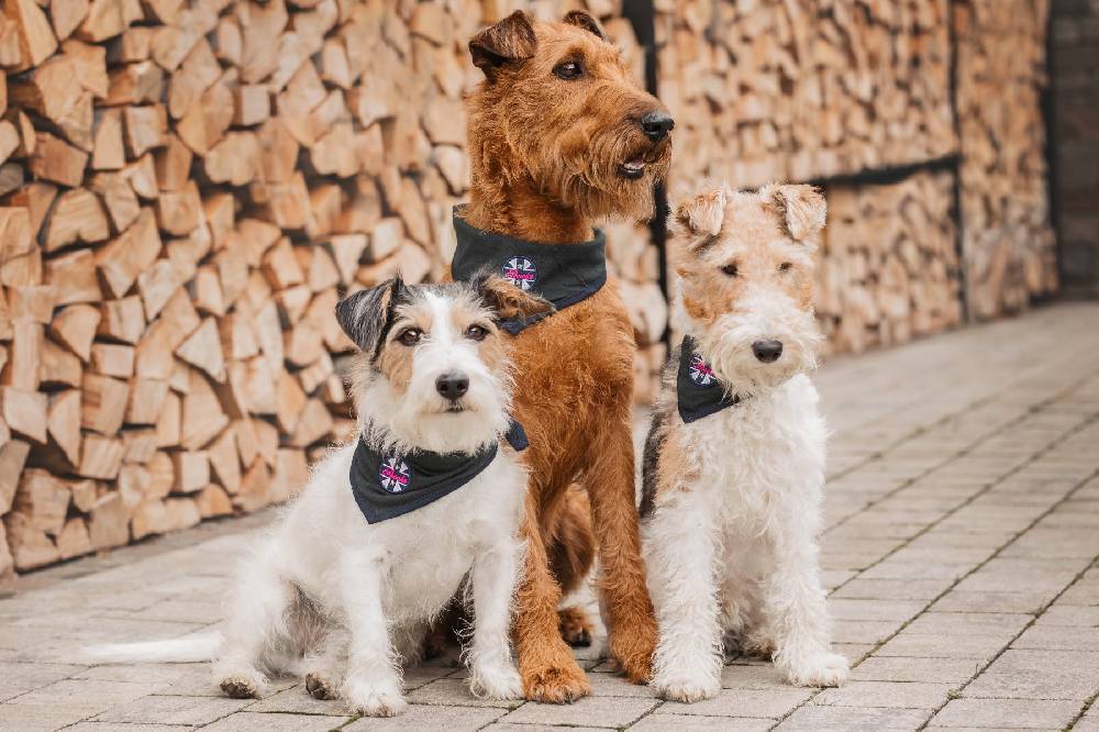 Spooks Dog Bandana Wochenangebot
