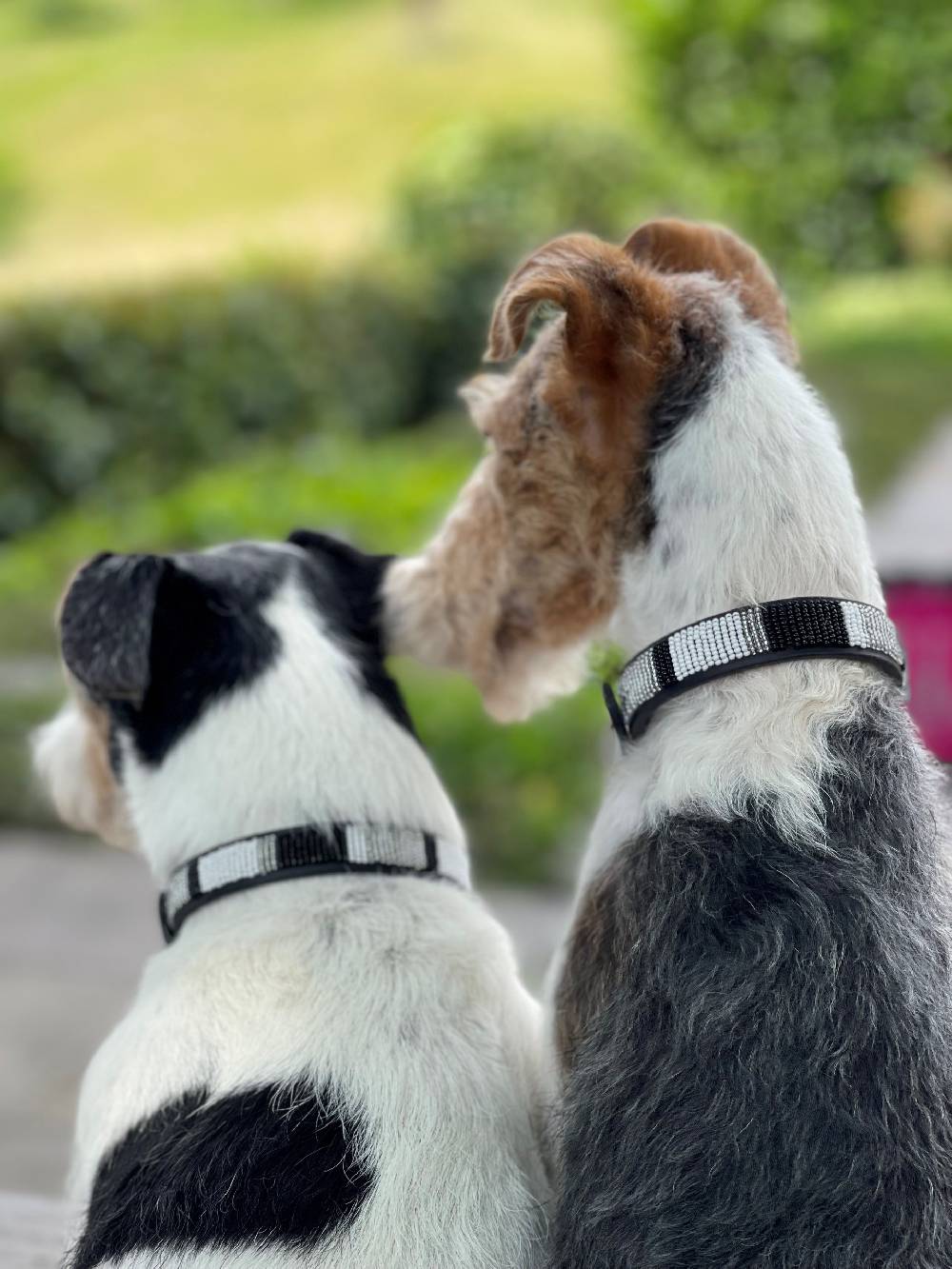 Spooks Hundehalsband Beads Letzte 2 Tage