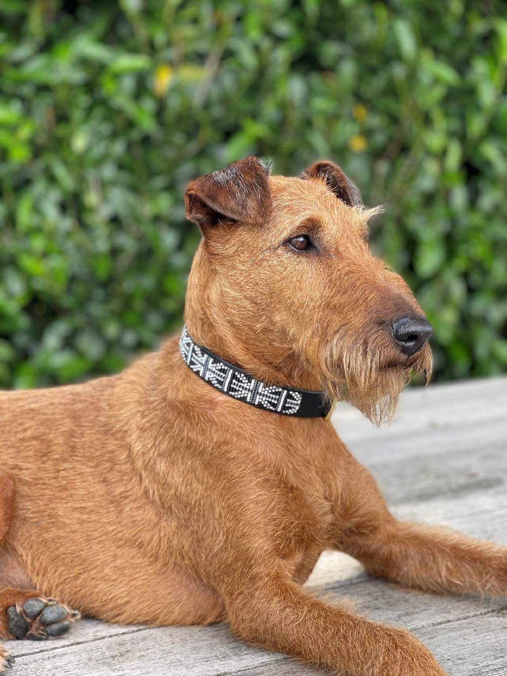 Spooks Hundehalsband Beads Bis zu 50% Rabatt