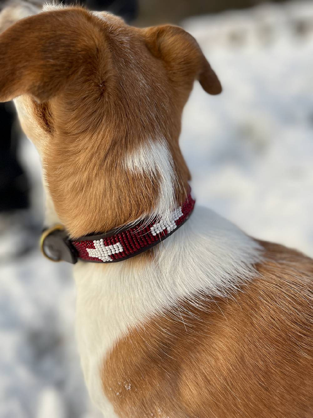 Spooks Dog Collar Beads Sonderangebot der Fabrik