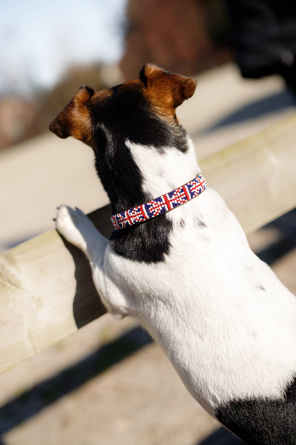 Spooks Hundehalsband Beads 50% Rabatt mit kostenlosem Versand