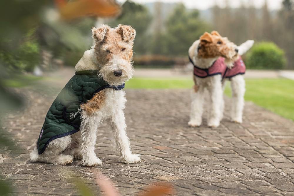 Spooks Dog Coat Classic Speichern exportieren
