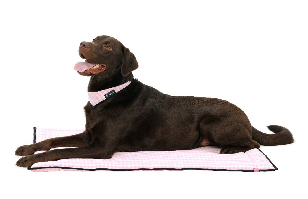 Spooks Dog Plaid 100 x 73 cm Black Friday Preise
