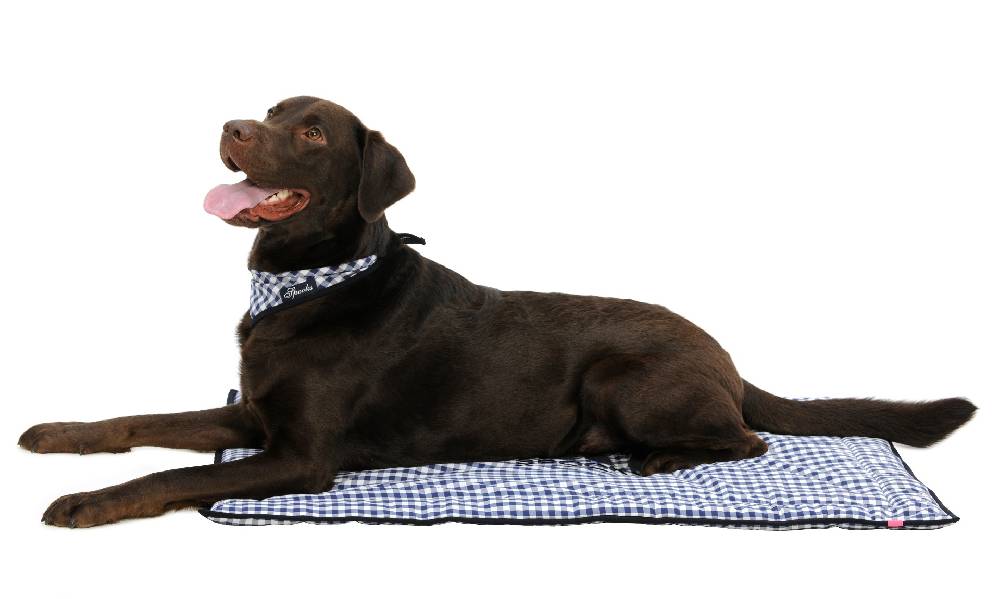 Spooks Dog Plaid 100 x 73 cm Im Verkauf